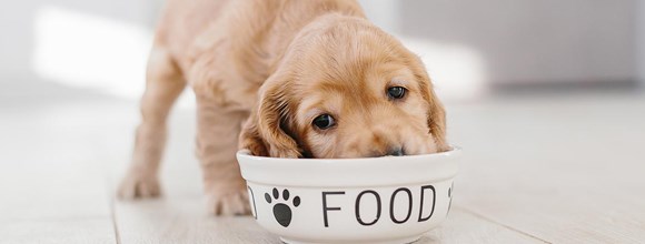   PUPPY NUTRITION AND FEEDING TIPS featured image