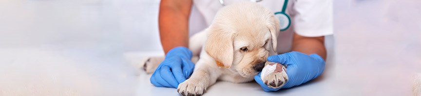 Choosing A Vet For Your Puppy featured image