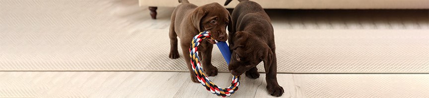 Why Is Training Your Puppy Early So Important? featured image