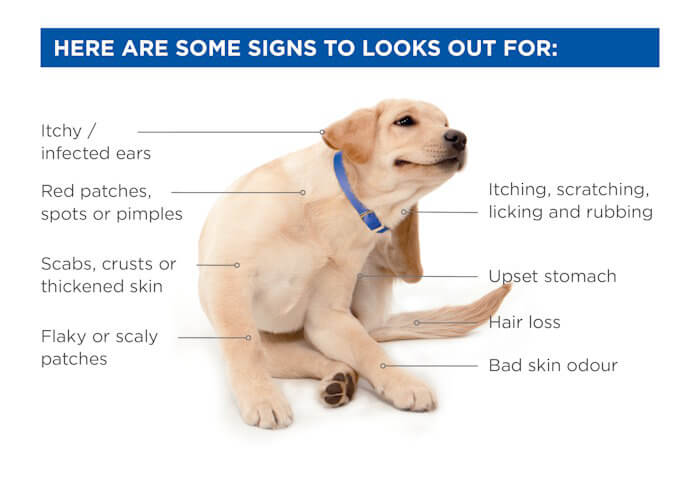 Itchy Puppy Signs